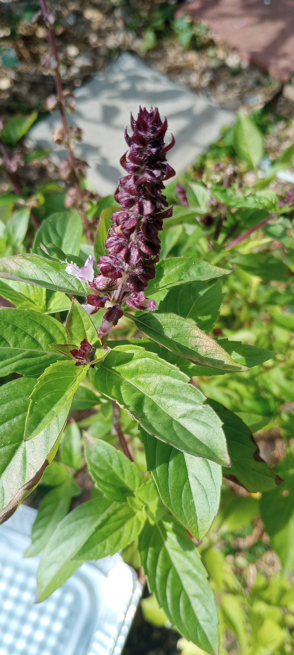 Cinnamon Basil Seeds – Organically Grown Purple-Flowering Herb Seeds