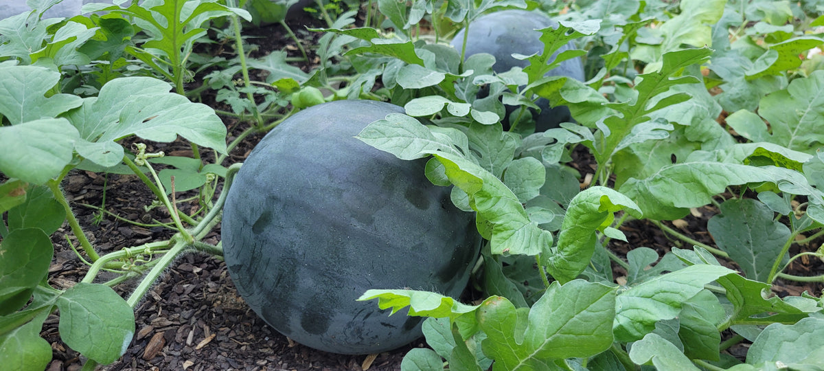 Sugar Baby Watermelon Seeds – Organically Grown Compact Melon Seeds