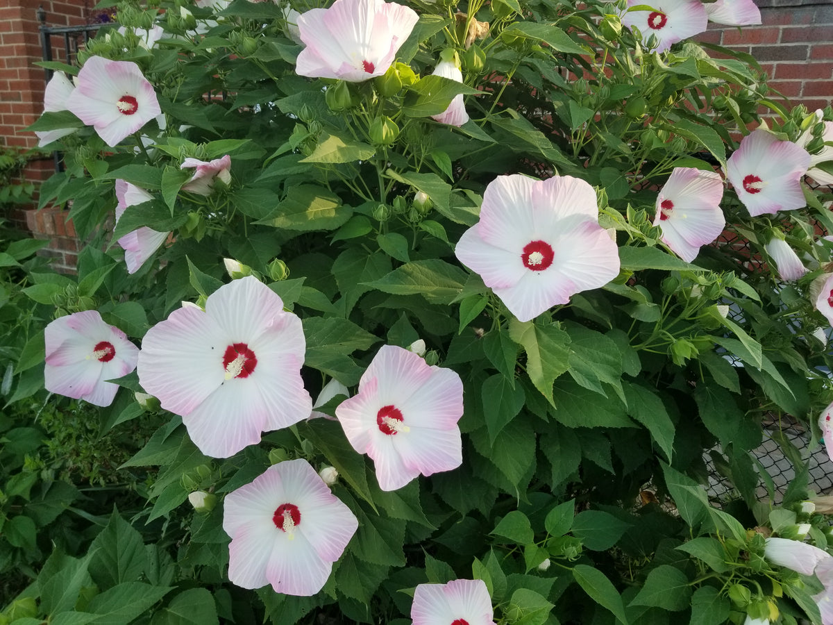 Hardy Hibiscus Seeds – Cold-Hardy Perennial Flower Seeds